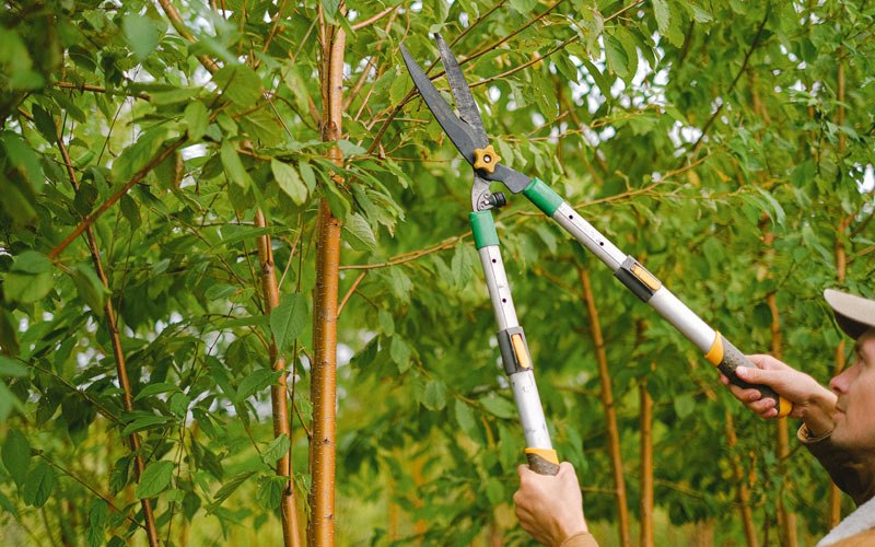 Tree trimming in Greenville, WI